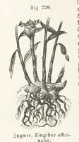 An illustration from Handbuch der Erdkunde (1859)
