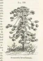 An illustration from Handbuch der Erdkunde (1859)