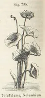 An illustration from Handbuch der Erdkunde (1859)