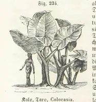 An illustration from Handbuch der Erdkunde (1859)