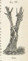 An illustration from Handbuch der Erdkunde (1859)