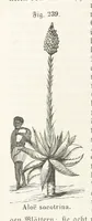 An illustration from Handbuch der Erdkunde (1859)