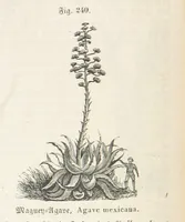An illustration from Handbuch der Erdkunde (1859)