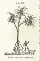 An illustration from Handbuch der Erdkunde (1859)