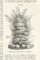 An illustration from Handbuch der Erdkunde (1859)