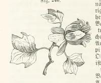 An illustration from Handbuch der Erdkunde (1859)