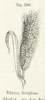 An illustration from Handbuch der Erdkunde (1859)