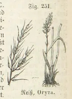 An illustration from Handbuch der Erdkunde (1859)