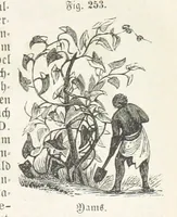 An illustration from Handbuch der Erdkunde (1859)