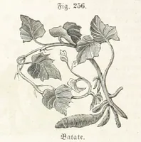An illustration from Handbuch der Erdkunde (1859)
