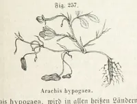 An illustration from Handbuch der Erdkunde (1859)