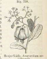 An illustration from Handbuch der Erdkunde (1859)