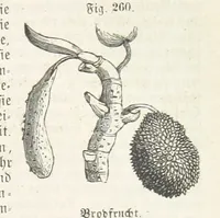 An illustration from Handbuch der Erdkunde (1859)