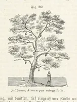An illustration from Handbuch der Erdkunde (1859)
