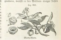 An illustration from Handbuch der Erdkunde (1859)