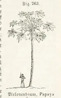An illustration from Handbuch der Erdkunde (1859)