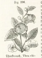 An illustration from Handbuch der Erdkunde (1859)