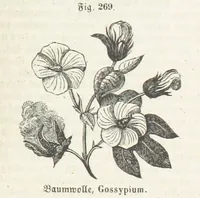 An illustration from Handbuch der Erdkunde (1859)