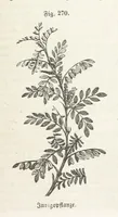 An illustration from Handbuch der Erdkunde (1859)
