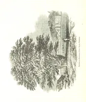 An illustration from Pictorial Half-hours, edited by C. K (1850)