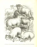 An illustration from Pictorial Half-hours, edited by C. K (1850)