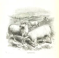 An illustration from Pictorial Half-hours, edited by C. K (1850)