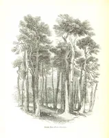 Picture 53 of 198 from Pictorial Half-hours, edited by C. K (1850), leaf 174