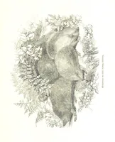 Picture 64 of 198 from Pictorial Half-hours, edited by C. K (1850), leaf 207