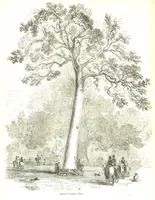 Picture 4 of 198 from Pictorial Half-hours, edited by C. K (1850), leaf 22
