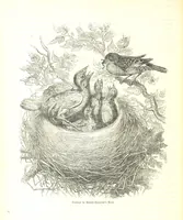 Picture 72 of 198 from Pictorial Half-hours, edited by C. K (1850), leaf 234