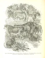 Picture 76 of 198 from Pictorial Half-hours, edited by C. K (1850), leaf 250