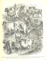 Picture 79 of 198 from Pictorial Half-hours, edited by C. K (1850), leaf 259