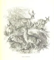 Picture 95 of 198 from Pictorial Half-hours, edited by C. K (1850), leaf 303