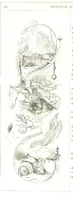 Picture 96 of 198 from Pictorial Half-hours, edited by C. K (1850), leaf 306
