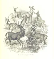 Picture 106 of 198 from Pictorial Half-hours, edited by C. K (1850), leaf 337