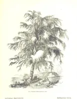 Picture 111 of 198 from Pictorial Half-hours, edited by C. K (1850), leaf 353