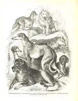 An illustration from Pictorial Half-hours, edited by C. K (1850)