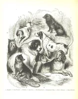 Picture 128 of 198 from Pictorial Half-hours, edited by C. K (1850), leaf 408
