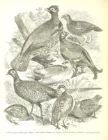 An illustration from Pictorial Half-hours, edited by C. K (1850)