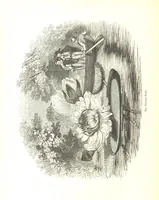 Picture 151 of 198 from Pictorial Half-hours, edited by C. K (1850), leaf 484