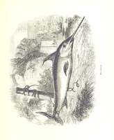 Picture 158 of 198 from Pictorial Half-hours, edited by C. K (1850), leaf 505