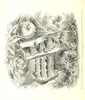 Picture 161 of 198 from Pictorial Half-hours, edited by C. K (1850), leaf 516