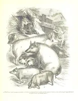 Picture 165 of 198 from Pictorial Half-hours, edited by C. K (1850), leaf 529