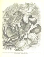 An illustration from Pictorial Half-hours, edited by C. K (1850)