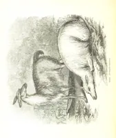 Picture 176 of 198 from Pictorial Half-hours, edited by C. K (1850), leaf 560