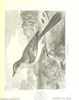An illustration from Pictorial Half-hours, edited by C. K (1850)