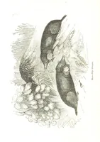 An illustration from Pictorial Half-hours, edited by C. K (1850)