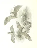 Picture 182 of 198 from Pictorial Half-hours, edited by C. K (1850), leaf 580