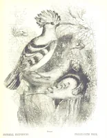 An illustration from Pictorial Half-hours, edited by C. K (1850)