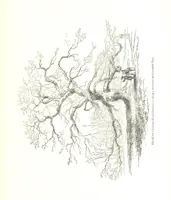 Picture 190 of 198 from Pictorial Half-hours, edited by C. K (1850), leaf 613